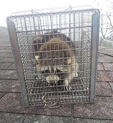 raccoon trapping Ashwaubenon