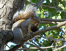 squirrels in attic Ashwaubenon